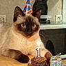 cat, siamese_cat, birthday, party_hat, candle, kibble, pet_food, gift, wrapped_present, banner, text_overlay, indoors, living_room, table, portrait, blue_eyes, sitting, whiskers, celebration, humorous