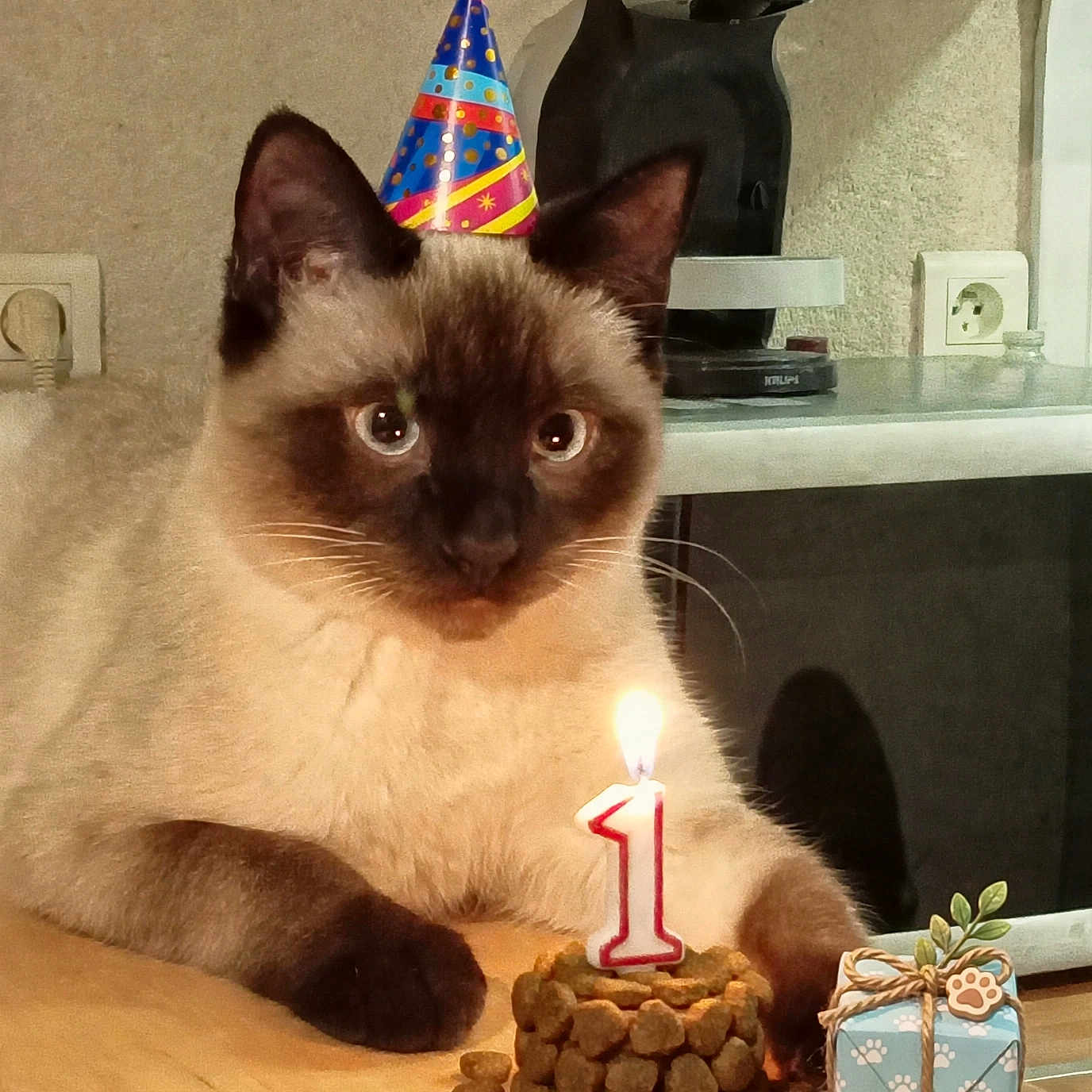 Olaf participe au concours pour gagner de l'argent avec cette photo : cat, siamese_cat, birthday, party_hat, candle, kibble, pet_food, gift, wrapped_present, banner, text_overlay, indoors, living_room, table, portrait, blue_eyes, sitting, whiskers, celebration, humorous