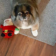 Precious joined the competition — help win amazing prizes! dog, plush_toy, carpet, wooden_floor, table_leg, indoor, pet, furry, looking_up, brown, white, toy, christmas, holiday, cute, animal, companion, flooring, home, cozy