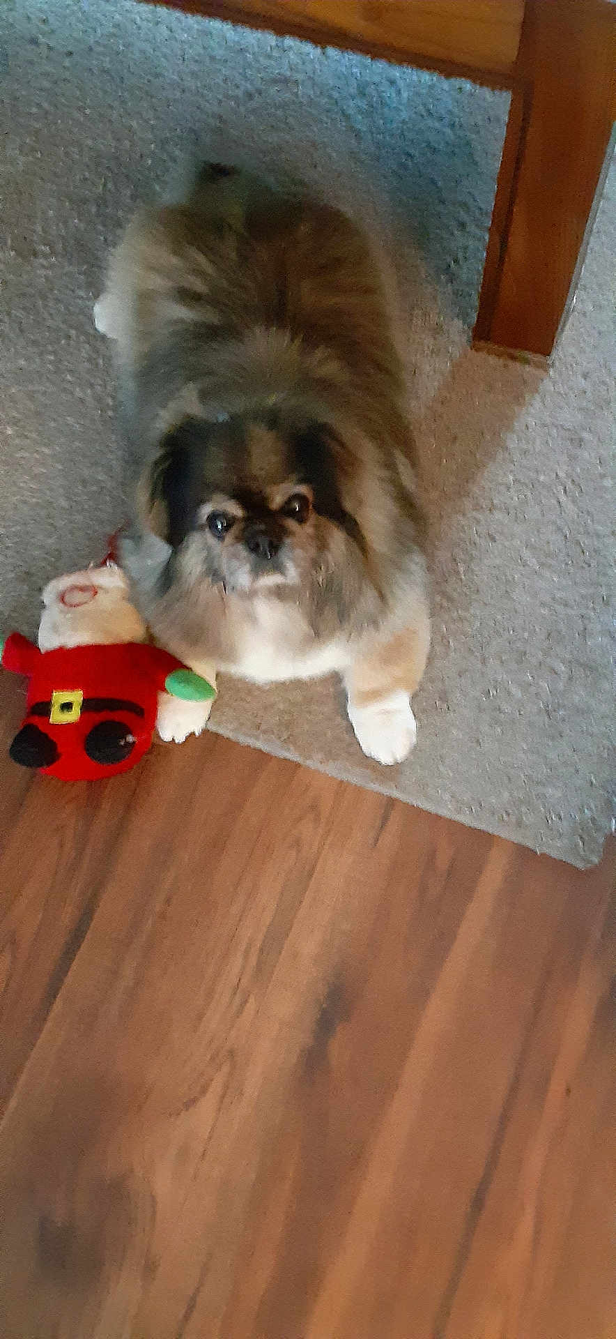 Precious joined the competition — help win amazing prizes! dog, plush_toy, carpet, wooden_floor, table_leg, indoor, pet, furry, looking_up, brown, white, toy, christmas, holiday, cute, animal, companion, flooring, home, cozy