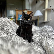 Samba participe au concours pour gagner de l'argent avec cette photo : black_cat, cat, pet, animal, feline, indoor, blanket, fluffy, yellow_eyes, fur, whiskers, ears, cute, domestic_cat, resting, soft, cozy, home_interior, lamp, furniture