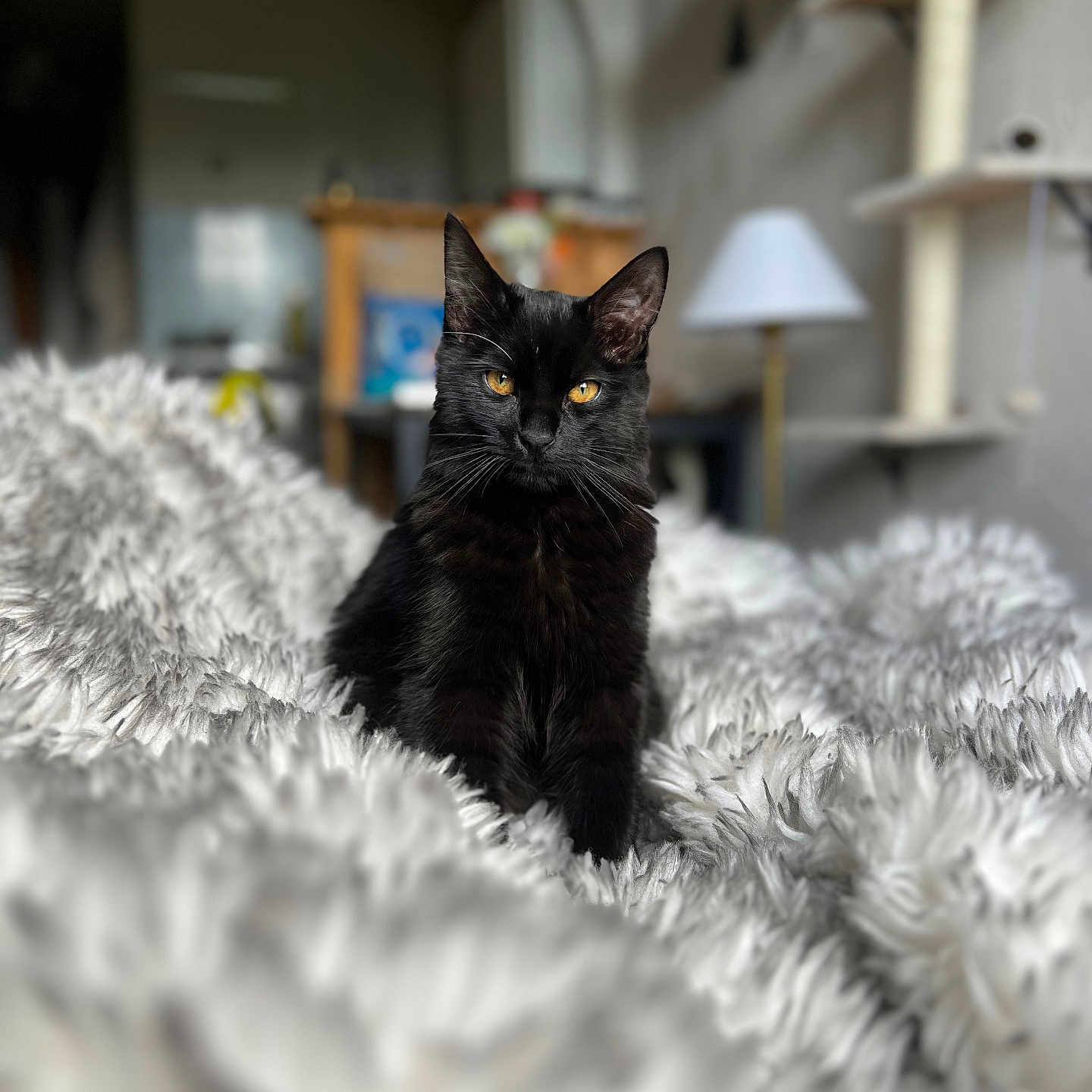 Samba participe au concours pour gagner de l'argent avec cette photo : animal, black_cat, blanket, cat, cozy, cute, domestic_cat, ears, feline, fluffy, fur, furniture, home_interior, indoor, lamp, pet, resting, soft, whiskers, yellow_eyes