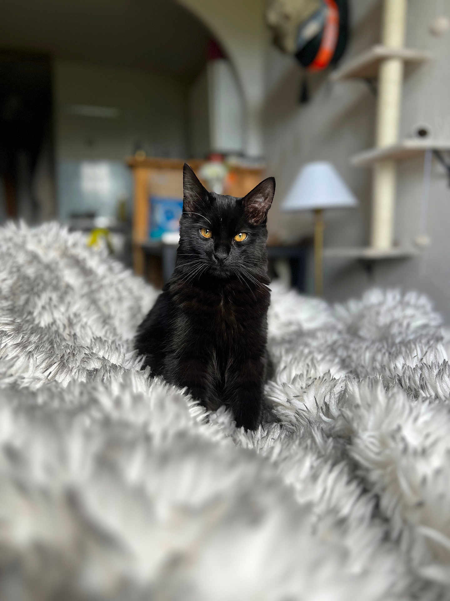 Samba participe au concours pour gagner de l'argent avec cette photo : black_cat, cat, pet, animal, feline, indoor, blanket, fluffy, yellow_eyes, fur, whiskers, ears, cute, domestic_cat, resting, soft, cozy, home_interior, lamp, furniture
