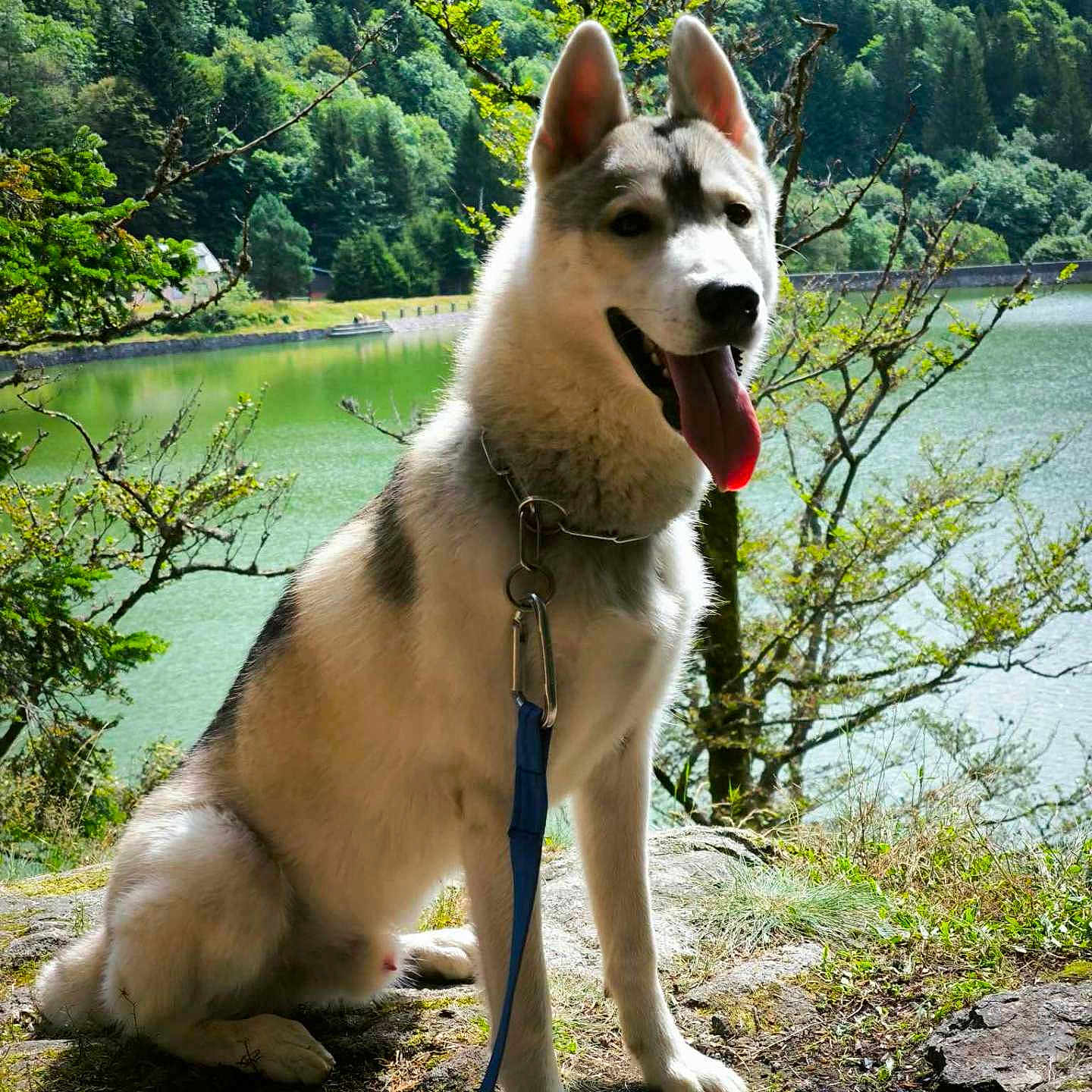 Winter a rejoint le concours — aidez-le/la à gagner de superbes lots ! animal, canine, dog, green, grove, husky, jungle, lake, land, nature, outdoors, pet, plant, rainforest, rock, scenery, tree, vegetation, water, woodland