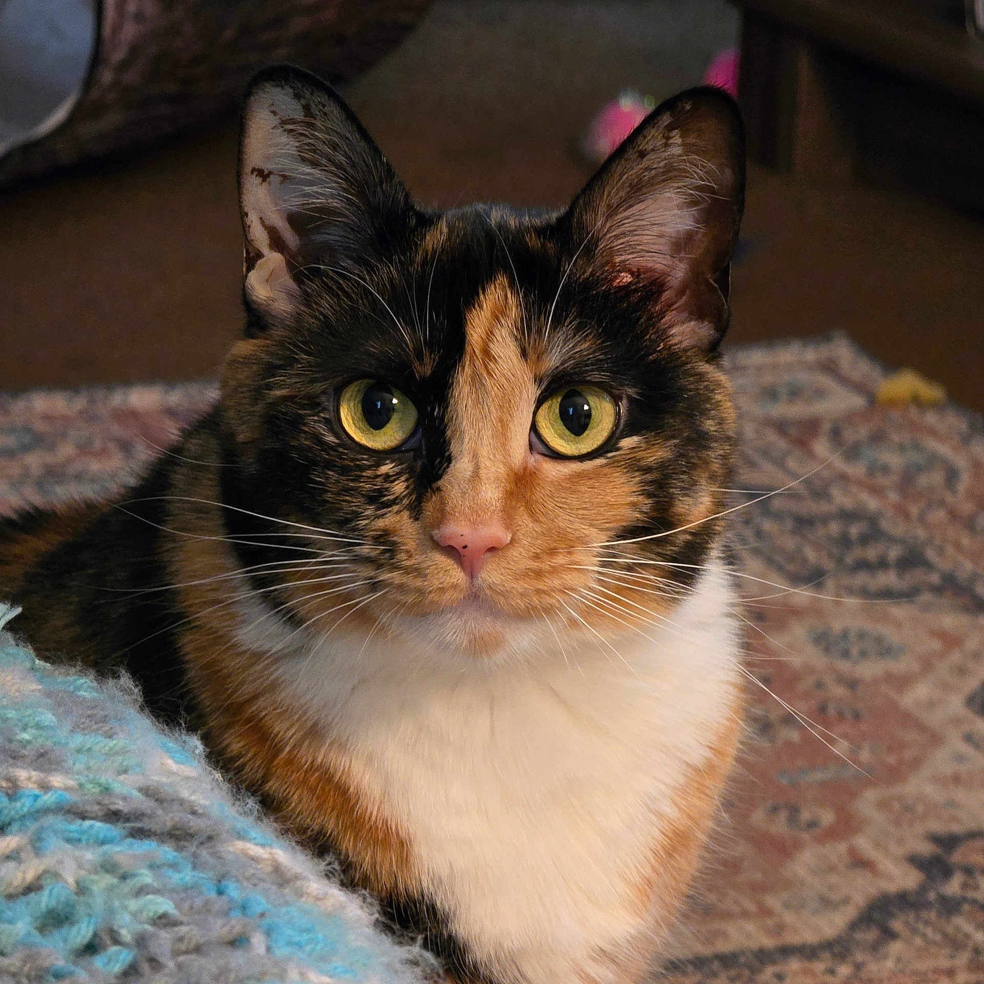 Izzy joined the competition — help win amazing prizes! animal, blanket, calico, cat, closeup, cozy, cute, domestic, ears, feline, fur, indoor, looking, nose, pet, portrait, rug, soft, whiskers, yellow_eyes