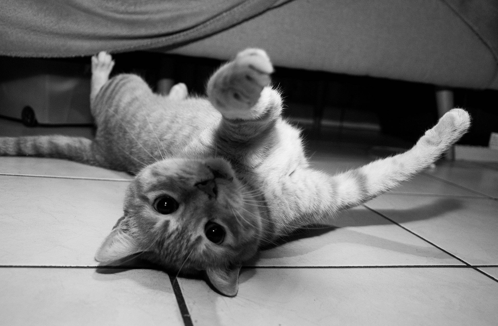 Sasha a rejoint le concours — aidez-le/la à gagner de superbes lots ! black, black_and_white, british_shorthair, carnivore, cat, claw, devon_rex, ear, felidae, fur, kitten, monochrome, monochrome_photography, small_to_medium_sized_cats, style, tail, whiskers, white