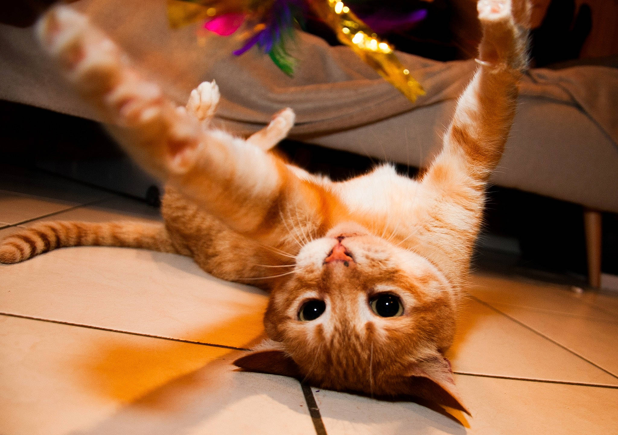 Sasha a rejoint le concours — aidez-le/la à gagner de superbes lots ! carnivore, cat, claw, european_shorthair, fawn, felidae, fur, kitten, munchkin, small_to_medium_sized_cats, tabby_cat, whiskers