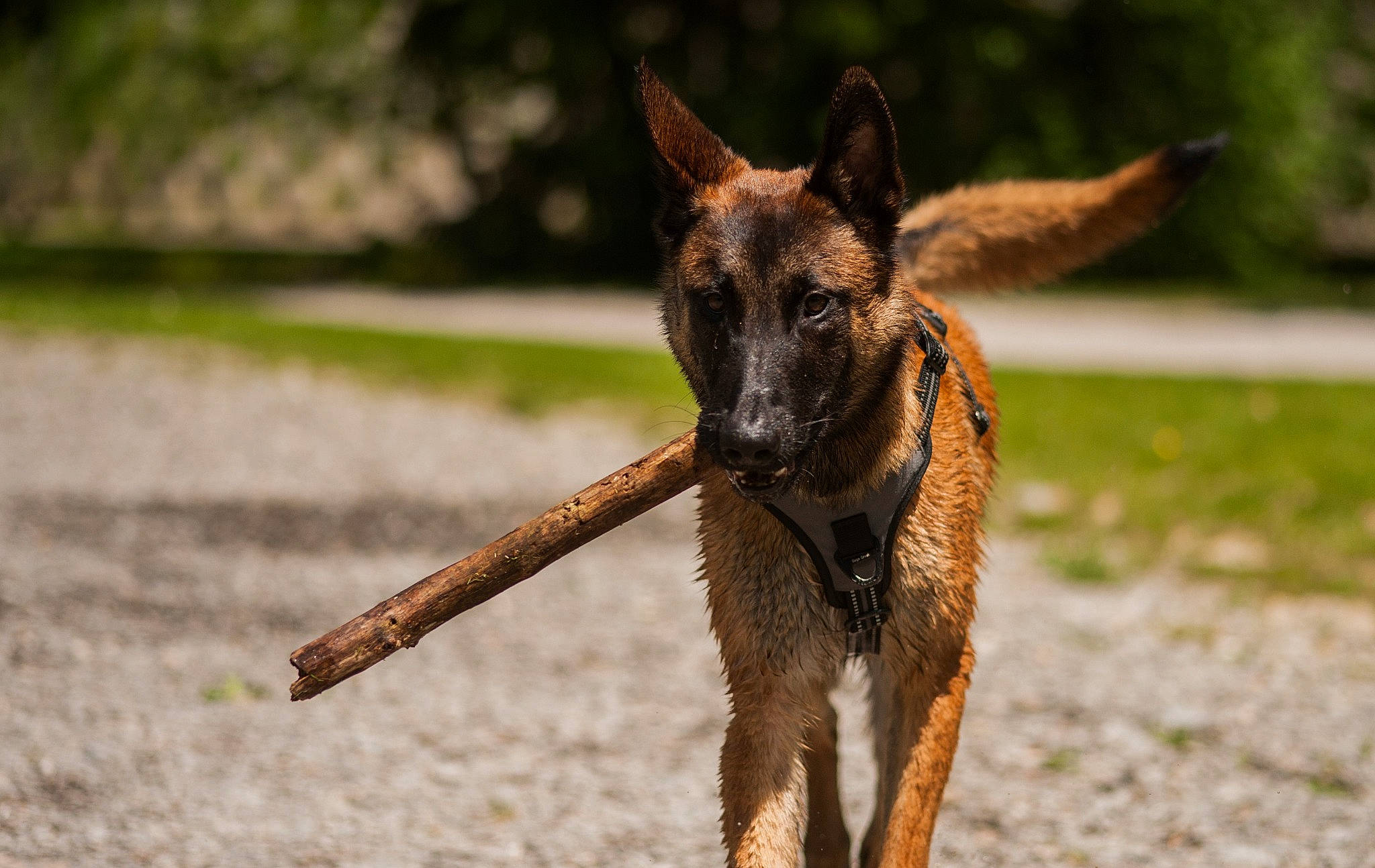 Orso participe au concours pour gagner de l'argent avec cette photo : belgian_shepherd, belgian_shepherd_malinois, canidae, carnivore, dog, dog_breed, dutch_shepherd_dog, fawn, german_shepherd_dog, mammal, snout, vertebrate, wildlife, working_dog