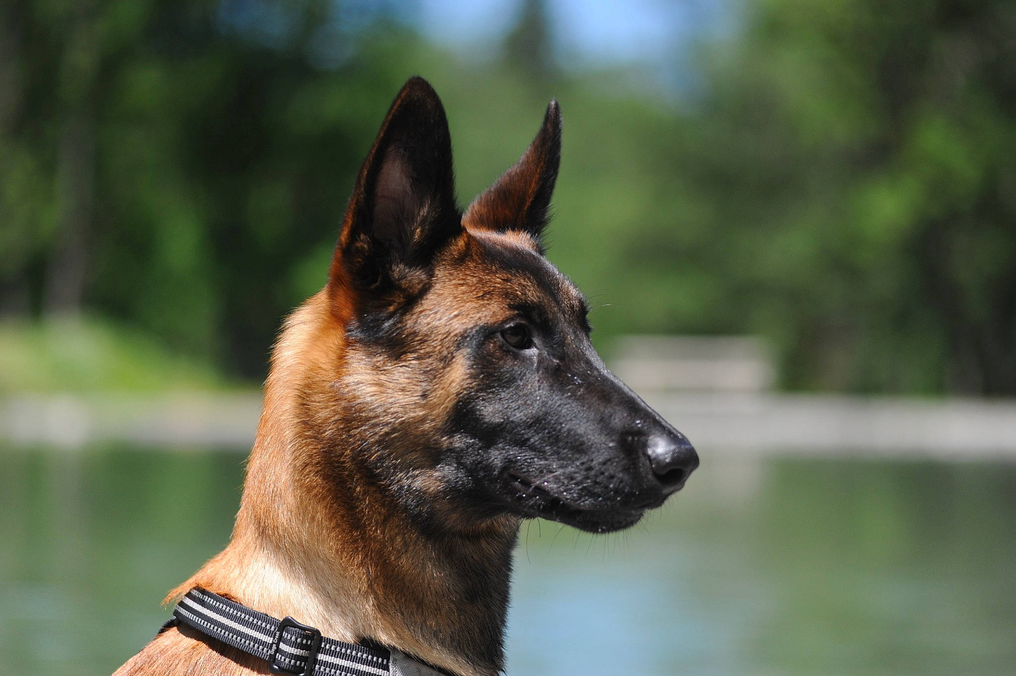 Orso a rejoint le concours — aidez-le/la à gagner de superbes lots ! belgian_shepherd, belgian_shepherd_malinois, canidae, carnivore, dog, dog_breed, dutch_shepherd_dog, fawn, german_shepherd_dog, kunming_wolfdog, mammal, old_german_shepherd_dog, police_dog, rare_breed_dog, snout, vertebrate, wildlife, working_dog