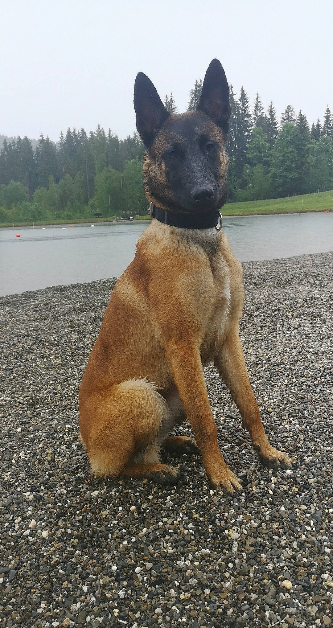 Orso a rejoint le concours — aidez-le/la à gagner de superbes lots ! belgian_shepherd, belgian_shepherd_malinois, canidae, carnivore, dog, dog_breed, east_european_shepherd, fawn, german_shepherd_dog, king_shepherd, kunming_wolfdog, laekenois, mammal, old_german_shepherd_dog, police_dog, shiloh_shepherd_dog, snout, tervuren, vertebrate, working_dog