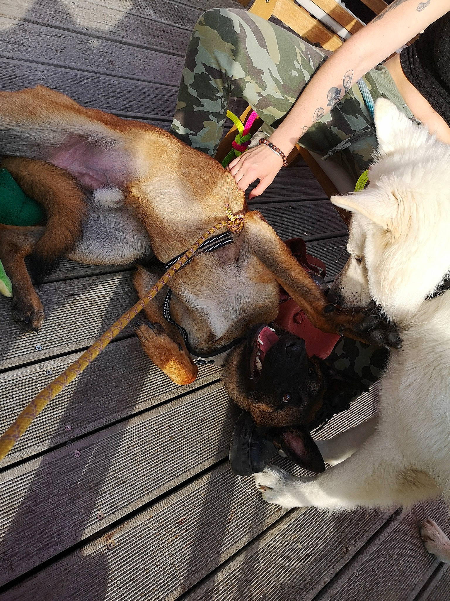 Orso participe au concours pour gagner de l'argent avec cette photo : canidae, carnivore, dog, dog_breed, fawn, sporting_group