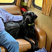 Cali Rae joined the competition — help win amazing prizes! dog, black_dog, labrador, pet, indoor, chair, leather_chair, person, jeans, sweatshirt, window, curtains, brown, blue, yellow, cozy, relaxing, companion, domestic, animal