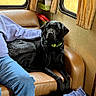 dog, black_dog, labrador, pet, indoor, chair, leather_chair, person, jeans, sweatshirt, window, curtains, brown, blue, yellow, cozy, relaxing, companion, domestic, animal