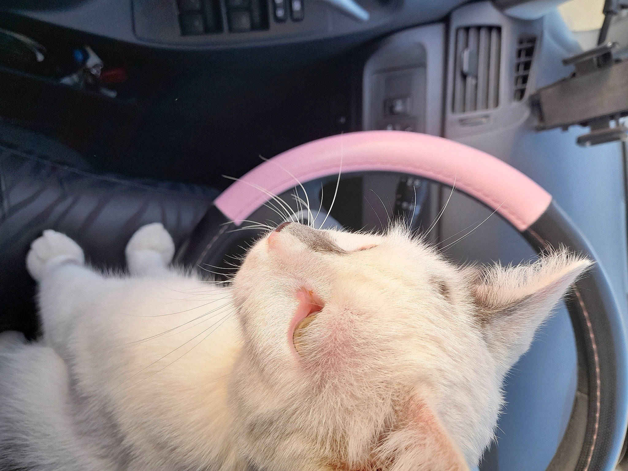 Scrappy participe au concours pour gagner de l'argent avec cette photo : automotive_tire, canidae, carnivore, cat, claw, comfort, domestic_short_haired_cat, fawn, felidae, foot, fur, gear_shift, paw, small_to_medium_sized_cats, snout, steering_wheel, tail, vehicle_door, whiskers, white