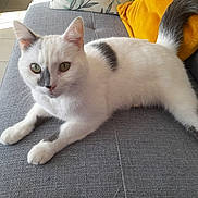 Scrappy a rejoint le concours — aidez-le/la à gagner de superbes lots ! abyssinian, angora, animal, architecture, armchair, building, cat, chair, couch, cushion, furniture, homedecor, indoors, kitten, livingroom, manx, person, pet, room, siamese