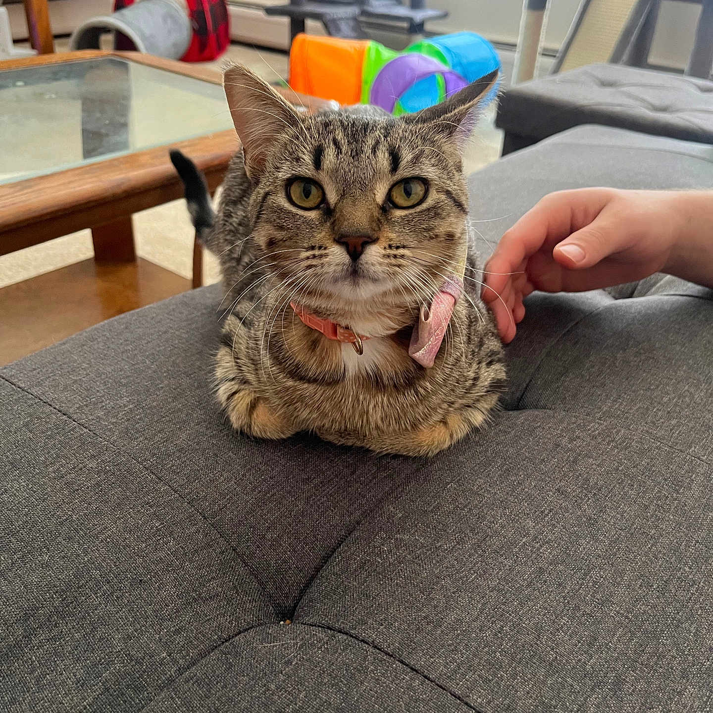 Bagel