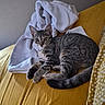 Bahia participe au concours pour gagner de l'argent avec cette photo : animal, bed, blanket, cat, clothing, cozy, curious, cute, domestic, feline, fur, indoor, kitten, pet, resting, striped, tabby, white, yellow, young