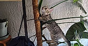Bahia a rejoint le concours — aidez-le/la à gagner de superbes lots ! cat, climbing, clothes, curious, fabric, feline, green_leaves, home_interior, houseplant, indoor, indoor_plant, kitten, pet, plant_stem, playful, pot, potted_plant, soil, tabby, wooden_shelf