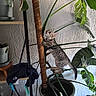 cat, climbing, clothes, curious, fabric, feline, green_leaves, home_interior, houseplant, indoor, indoor_plant, kitten, pet, plant_stem, playful, pot, potted_plant, soil, tabby, wooden_shelf