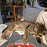 kitten, cat, sleeping, gray_fabric, cushion, toy_pieces, plastic_container, plant, fan, shelf, indoor, cozy, tabby, striped, relaxed, home, furniture, nap, cute, pet