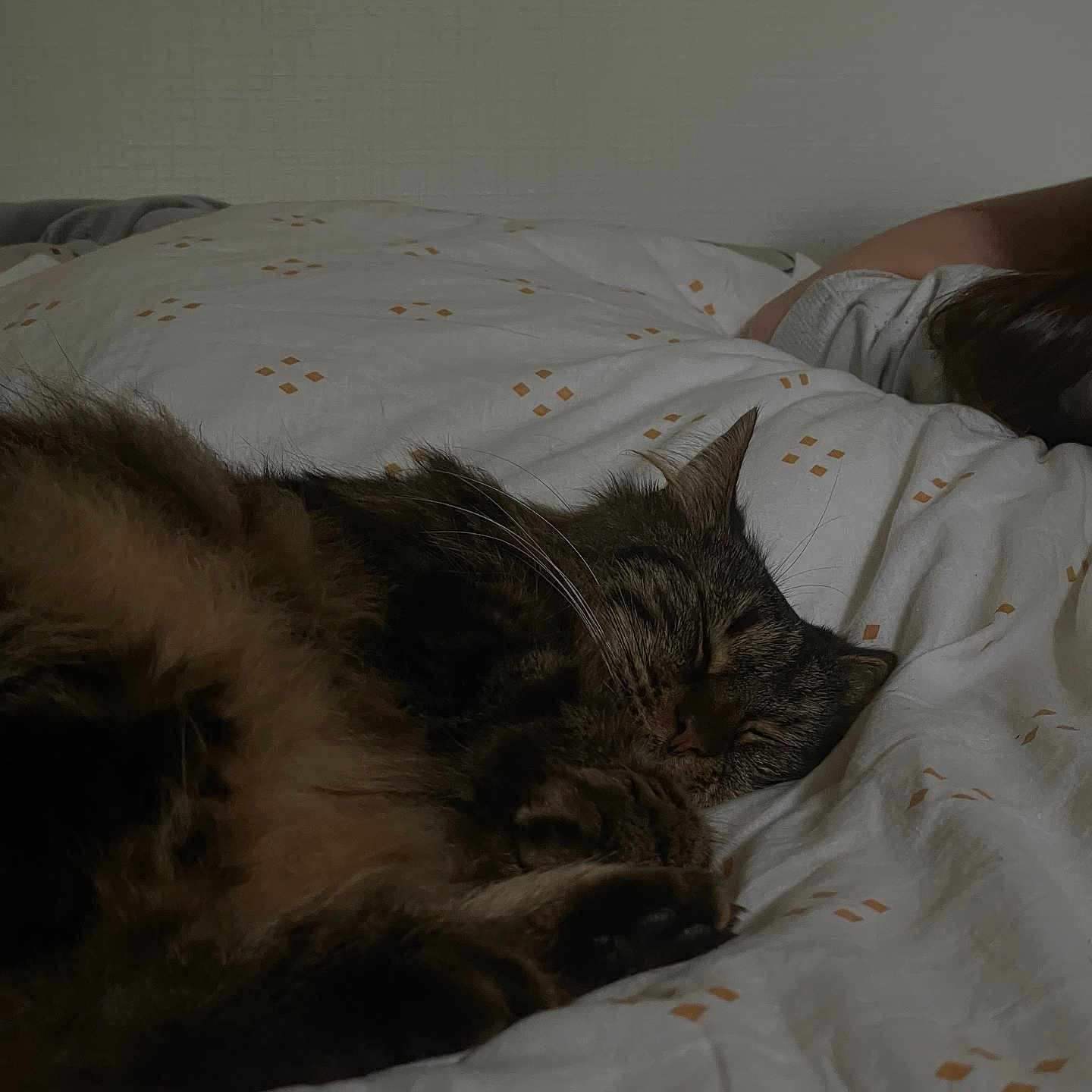 Mila a rejoint le concours — aidez-le/la à gagner de superbes lots ! animal, bed, blanket, cat, close_up, comfort, cozy, domestic_animal, fur, home, indoor, nap, peaceful, pet, quiet, relaxation, rest, sleeping, tabby, whiskers