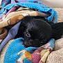 dog, black_dog, blanket, cozy, sleepy, pet, fur, indoor, resting, cute, animal, wrapped, soft, colorful, face, small_dog, comfort, relaxation, warm, snuggled