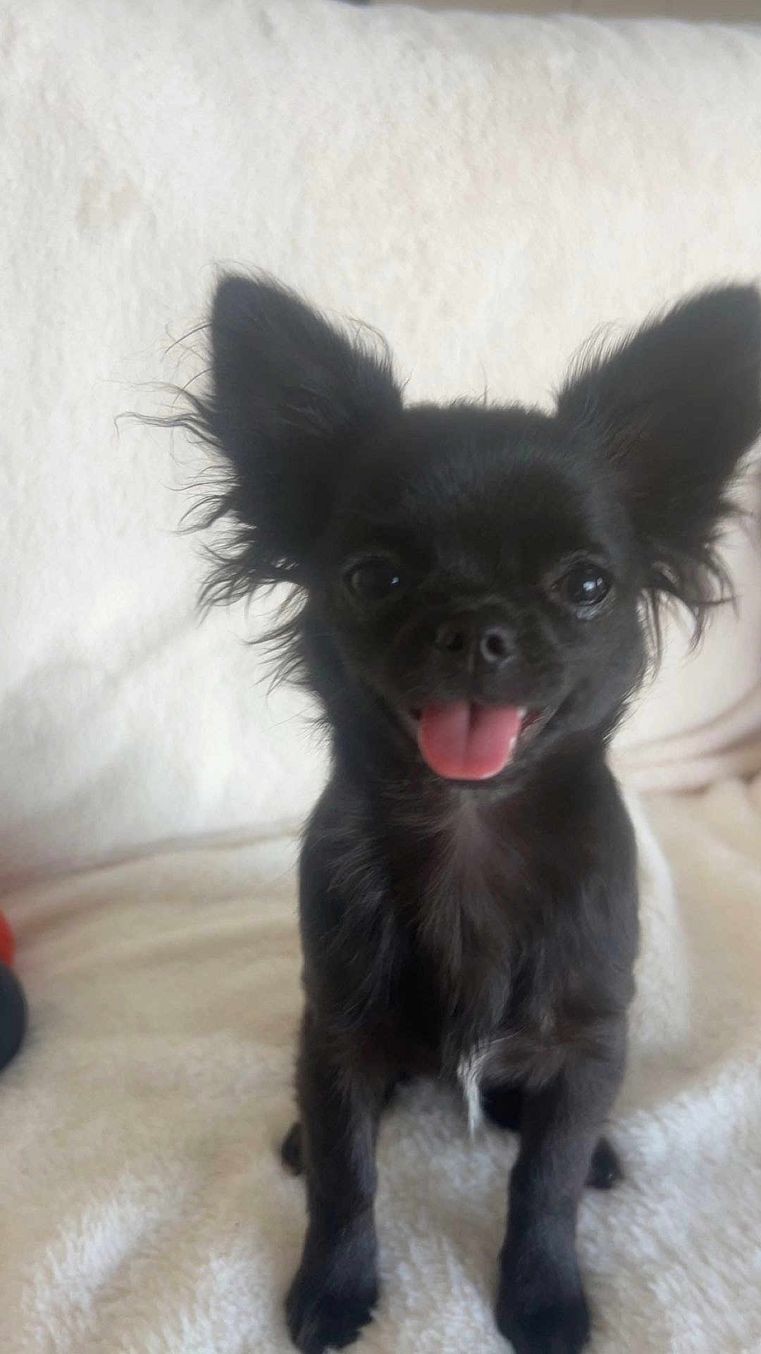 Aria a rejoint le concours — aidez-le/la à gagner de superbes lots ! dog, puppy, black_dog, small_dog, tongue_out, ears, pet, cute, animal, fur, sitting, indoor, blanket, happy, face, mammal, companion, friendly, adorable, domestic_animal