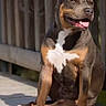 animal, brown_coat, canine, close_up, companion, daylight, dog, ears_up, friendly, happy, nature, outdoor, pet, shadow, sitting, sunlight, tongue_out, white_markings, wooden_deck, wooden_fence