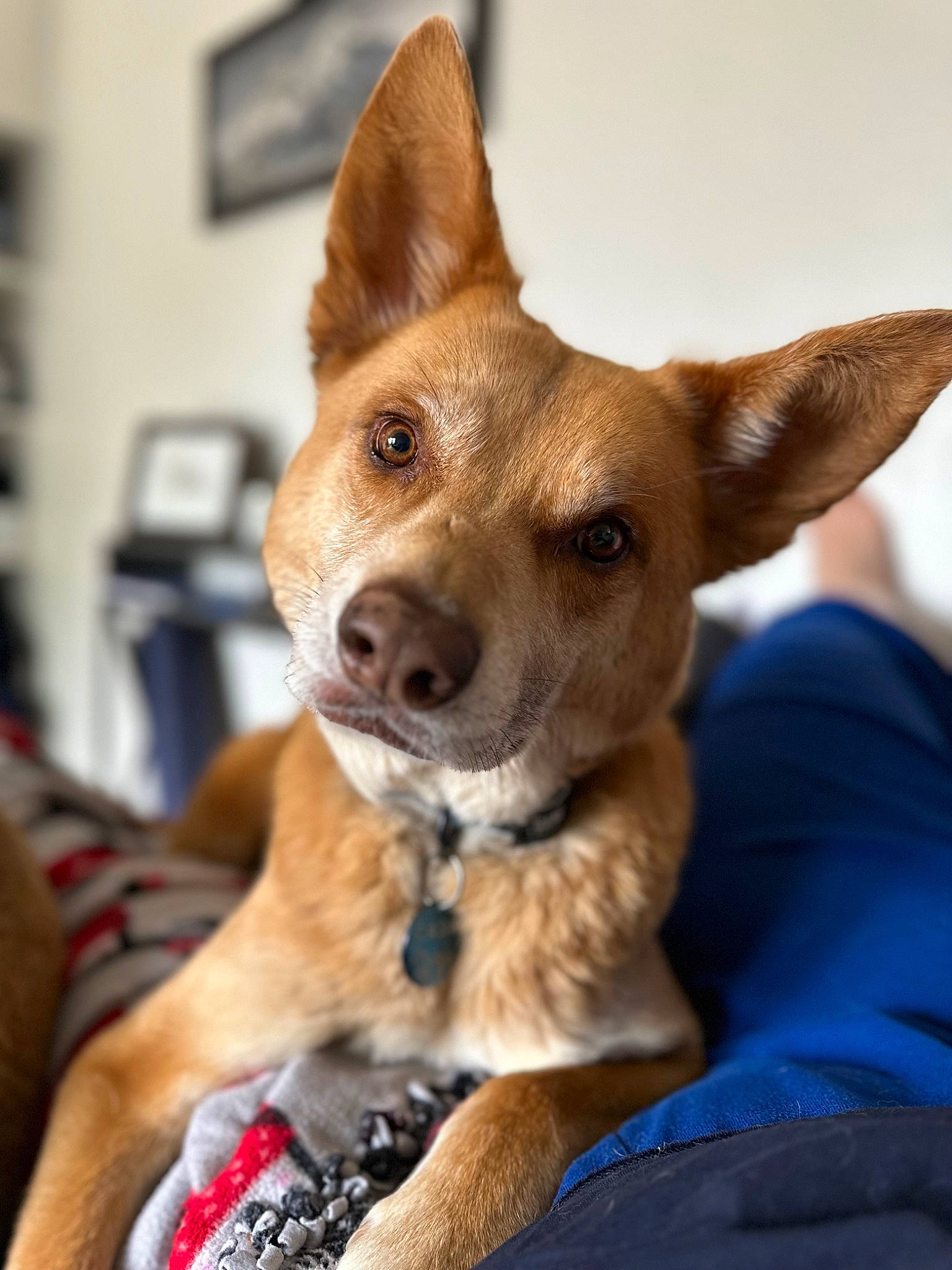 Cash is registered to the contest to win money with this photo: ancient_dog_breeds, carnivore, comfort, companion_dog, dog, dog_breed, ear, fawn, fur, snout, terrestrial_animal, whiskers, working_animal