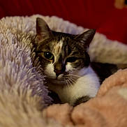 Cleia participe au concours pour gagner de l'argent avec cette photo : animal, blanket, cat, closeup, comfort, cozy, cute, domestic, ears, face, feline, fur, indoor, pet, relaxed, resting, sleepy, soft, warm, whiskers