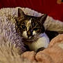 animal, blanket, cat, closeup, comfort, cozy, cute, domestic, ears, face, feline, fur, indoor, pet, relaxed, resting, sleepy, soft, warm, whiskers