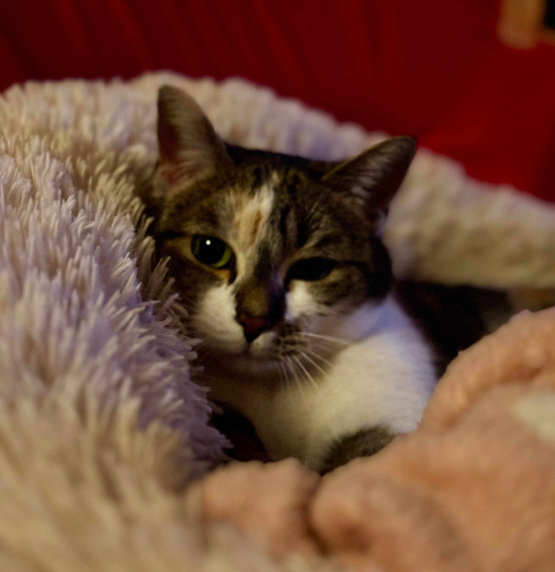 Cleia participe au concours pour gagner de l'argent avec cette photo : animal, blanket, cat, closeup, comfort, cozy, cute, domestic, ears, face, feline, fur, indoor, pet, relaxed, resting, sleepy, soft, warm, whiskers