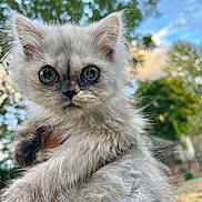 Daisy joined the competition — help win amazing prizes! kitten, cat, animal, pet, fluffy, wide_eyes, outdoor, nature, greenery, sky, fur, whiskers, cute, young, portrait, hand, holding, curious, close_up, adorable