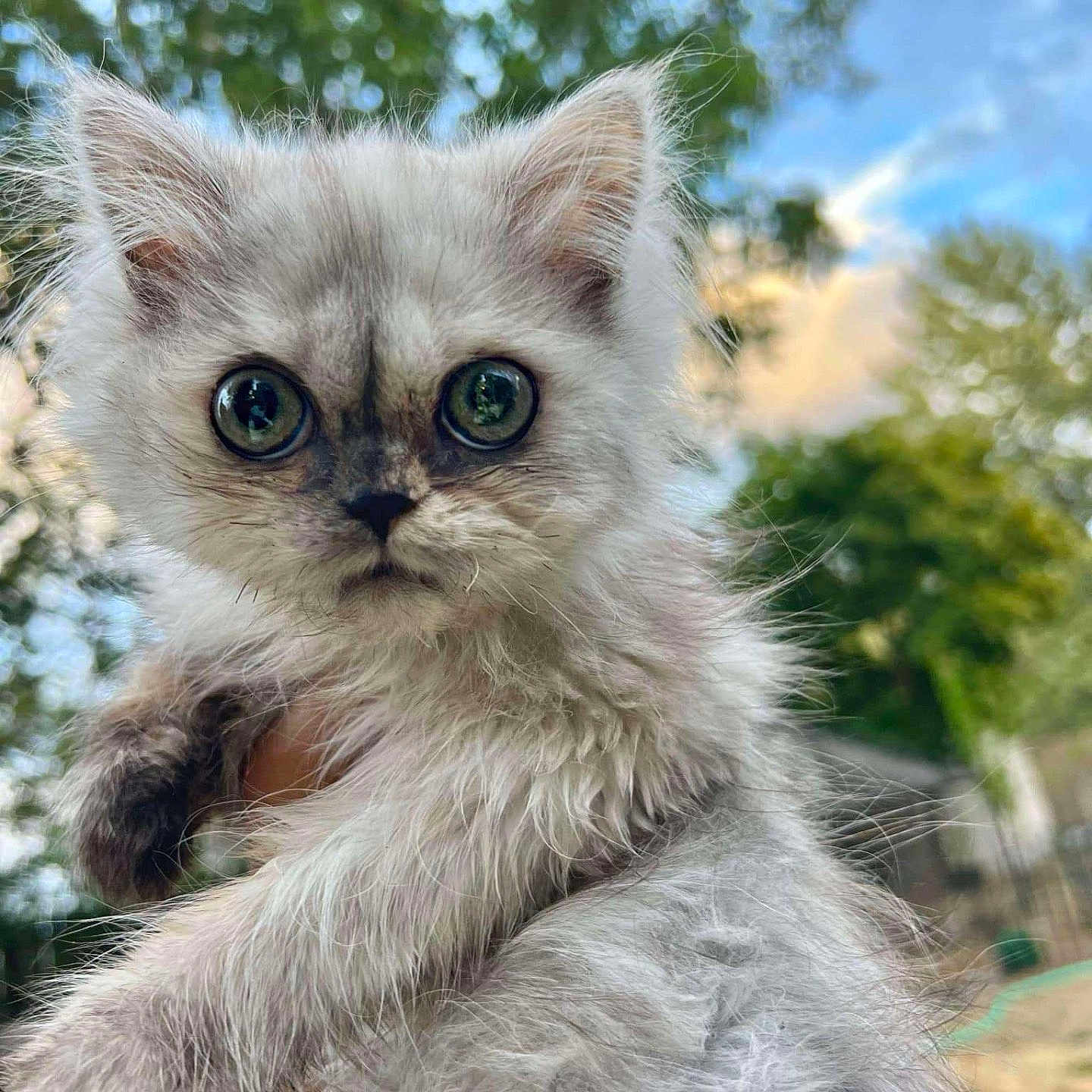 Daisy joined the competition — help win amazing prizes! adorable, animal, cat, close_up, curious, cute, fluffy, fur, greenery, hand, holding, kitten, nature, outdoor, pet, portrait, sky, whiskers, wide_eyes, young