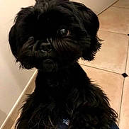 Laura Marchand participe au concours pour gagner de l'argent avec cette photo : dog, black_dog, pet, curious, fur, indoor, floor, tile_floor, animal, cute, portrait, looking, companion, domestic_animal, whiskers, ears, small_dog, furry, canine, household