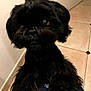 dog, black_dog, pet, curious, fur, indoor, floor, tile_floor, animal, cute, portrait, looking, companion, domestic_animal, whiskers, ears, small_dog, furry, canine, household