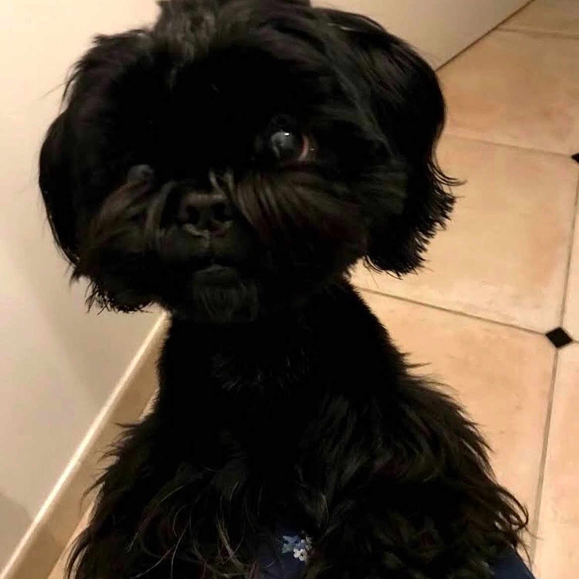 Laura Marchand participe au concours pour gagner de l'argent avec cette photo : animal, black_dog, canine, companion, curious, cute, dog, domestic_animal, ears, floor, fur, furry, household, indoor, looking, pet, portrait, small_dog, tile_floor, whiskers