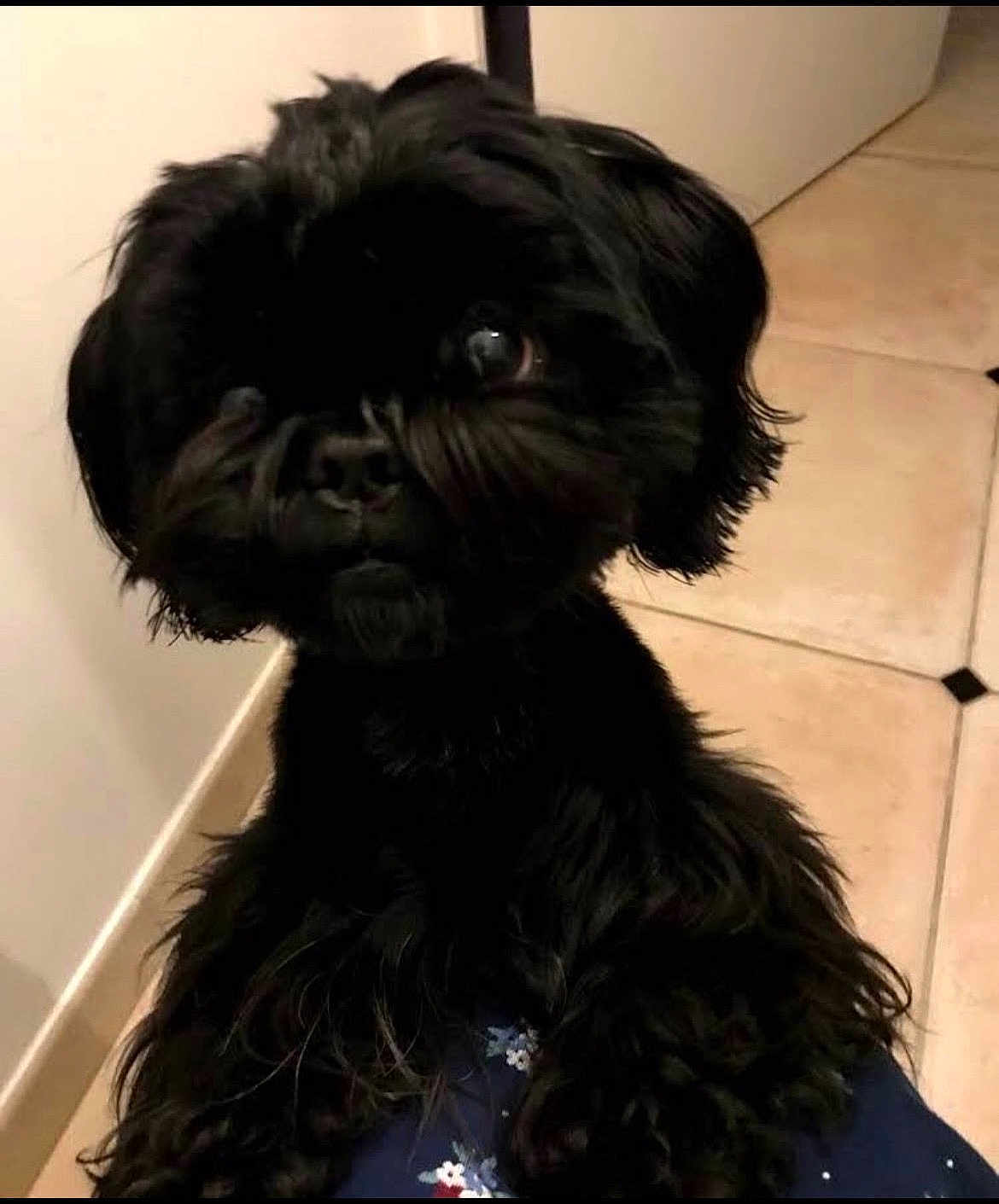 Laura Marchand participe au concours pour gagner de l'argent avec cette photo : dog, black_dog, pet, curious, fur, indoor, floor, tile_floor, animal, cute, portrait, looking, companion, domestic_animal, whiskers, ears, small_dog, furry, canine, household