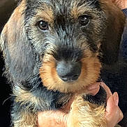 Jacqueline Gélébart a rejoint le concours — aidez-le/la à gagner de superbes lots ! puppy, dog, pet, close_up, fur, eyes, face, canine, animal, companion, cute, scruffy, indoor, person, hand, holding, mammal, young, adorable, portrait
