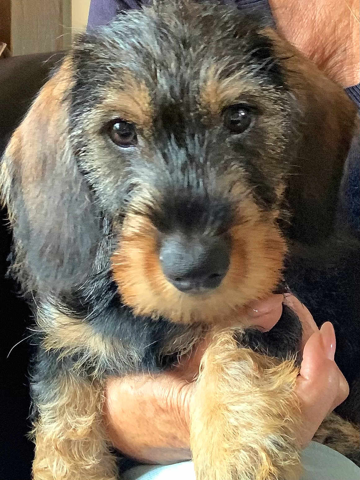 Jacqueline Gélébart a rejoint le concours — aidez-le/la à gagner de superbes lots ! puppy, dog, pet, close_up, fur, eyes, face, canine, animal, companion, cute, scruffy, indoor, person, hand, holding, mammal, young, adorable, portrait