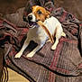 animal, blanket, bone, brown, canine, chewing, couch, cozy, dog, ears, fur, home, indoor, paw, pet, playful, relaxed, sitting, snout, white