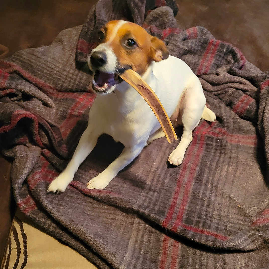 Pennee is registered to the contest to win money with this photo: animal, blanket, bone, brown, canine, chewing, couch, cozy, dog, ears, fur, home, indoor, paw, pet, playful, relaxed, sitting, snout, white