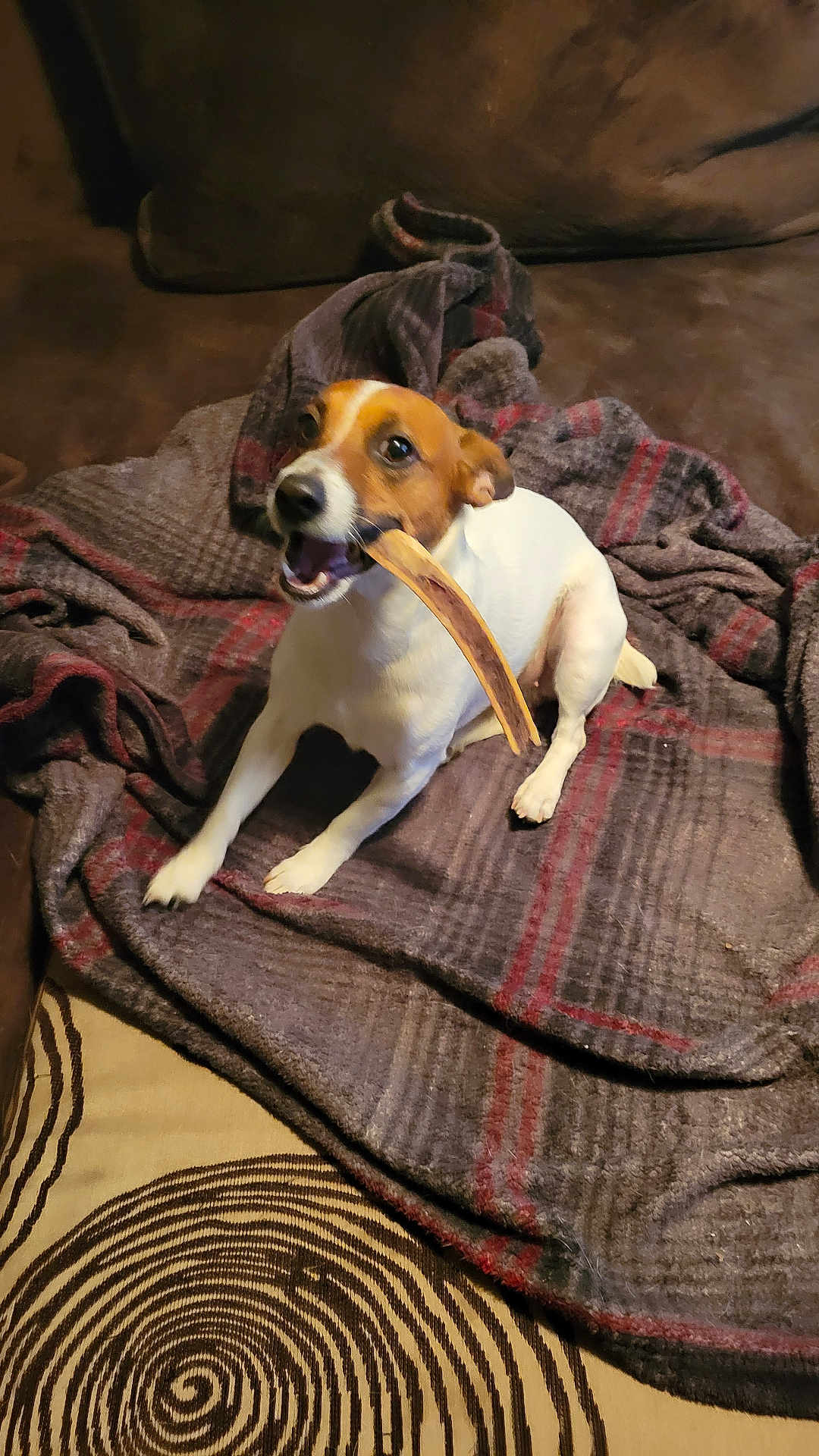 Pennee is registered to the contest to win money with this photo: animal, blanket, bone, brown, canine, chewing, couch, cozy, dog, ears, fur, home, indoor, paw, pet, playful, relaxed, sitting, snout, white