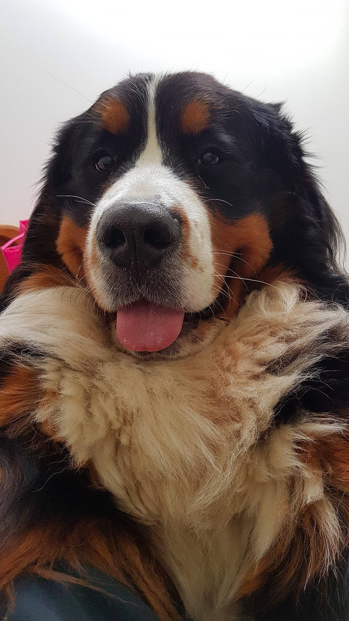 Oris a rejoint le concours — aidez-le/la à gagner de superbes lots ! bernese_mountain_dog, canidae, carnivore, companion_dog, dog, dog_breed, english_shepherd, giant_dog_breed, mammal, moscow_watchdog, rare_breed_dog, snout, sporting_group, st_bernard, vertebrate