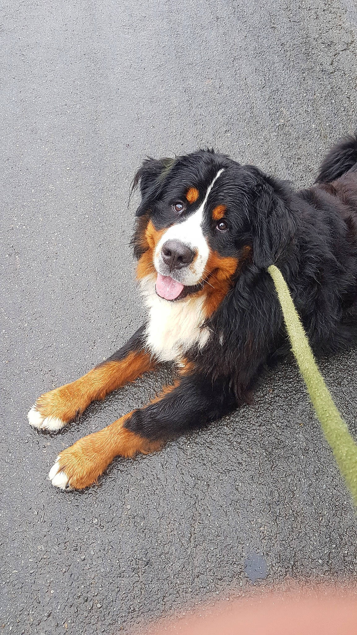 Oris participe au concours pour gagner de l'argent avec cette photo : bernese_mountain_dog, canidae, carnivore, companion_dog, dog, dog_breed, english_shepherd, giant_dog_breed, greater_swiss_mountain_dog, mammal, rare_breed_dog, snout, sporting_group, vertebrate, working_dog