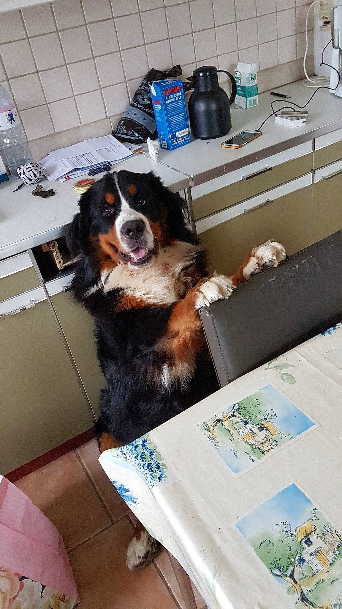 Oris participe au concours pour gagner de l'argent avec cette photo : bernese_mountain_dog, canidae, carnivore, companion_dog, dog, dog_breed, sporting_group, working_dog