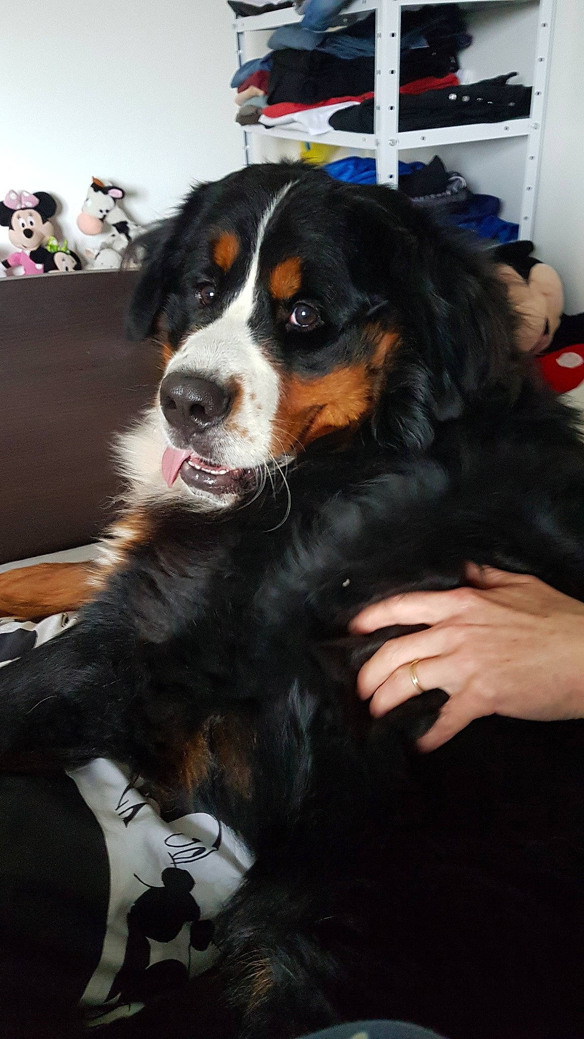 Oris participe au concours pour gagner de l'argent avec cette photo : appenzeller_sennenhund, bernese_mountain_dog, canidae, carnivore, companion_dog, dog, dog_breed, english_shepherd, fur, giant_dog_breed, greater_swiss_mountain_dog, mammal, snout, sporting_group, vertebrate, working_dog
