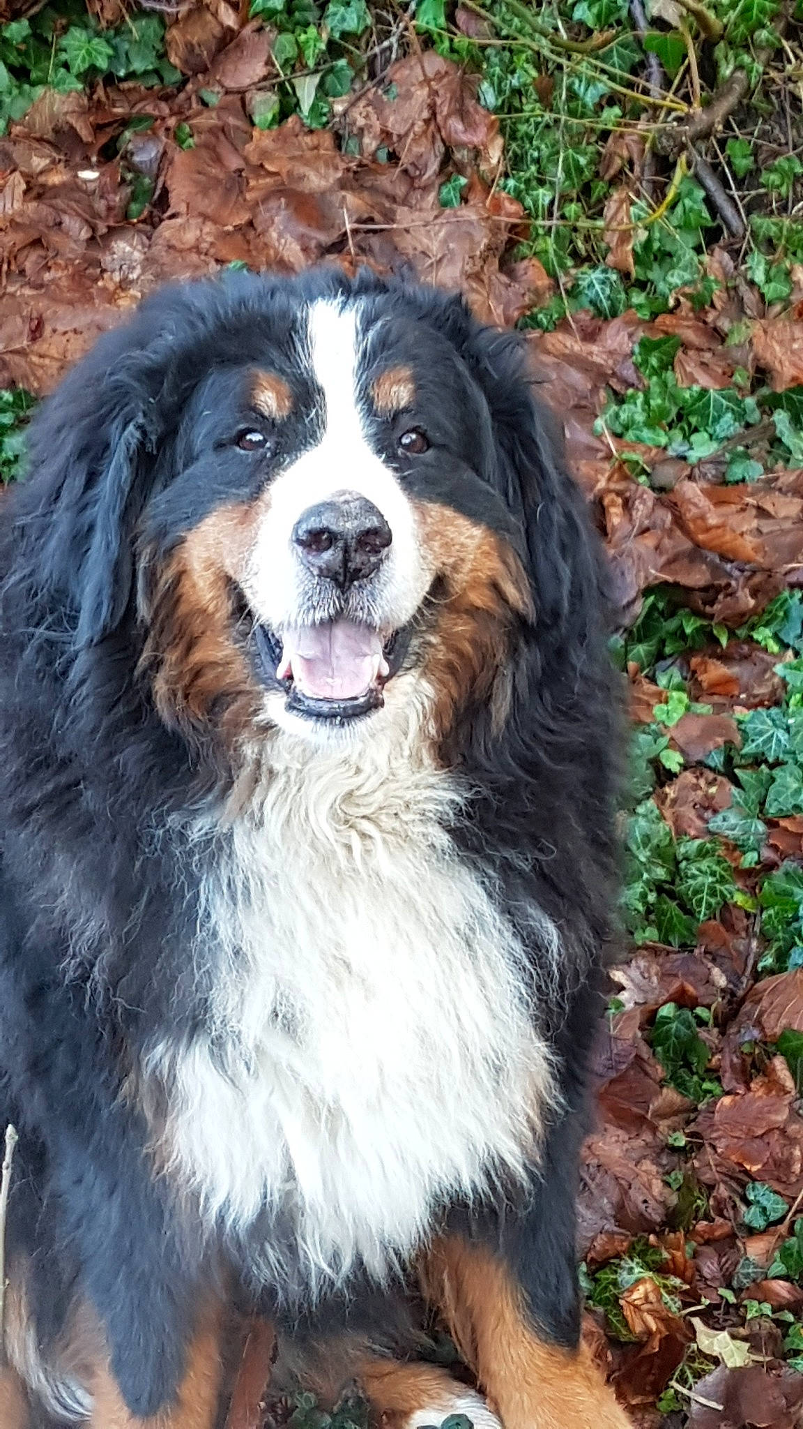 Fanta participe au concours pour gagner de l'argent avec cette photo : ancient_dog_breeds, bernese_mountain_dog, canidae, carnivore, companion_dog, dog, dog_breed, english_shepherd, giant_dog_breed, mammal, rare_breed_dog, vertebrate, working_dog