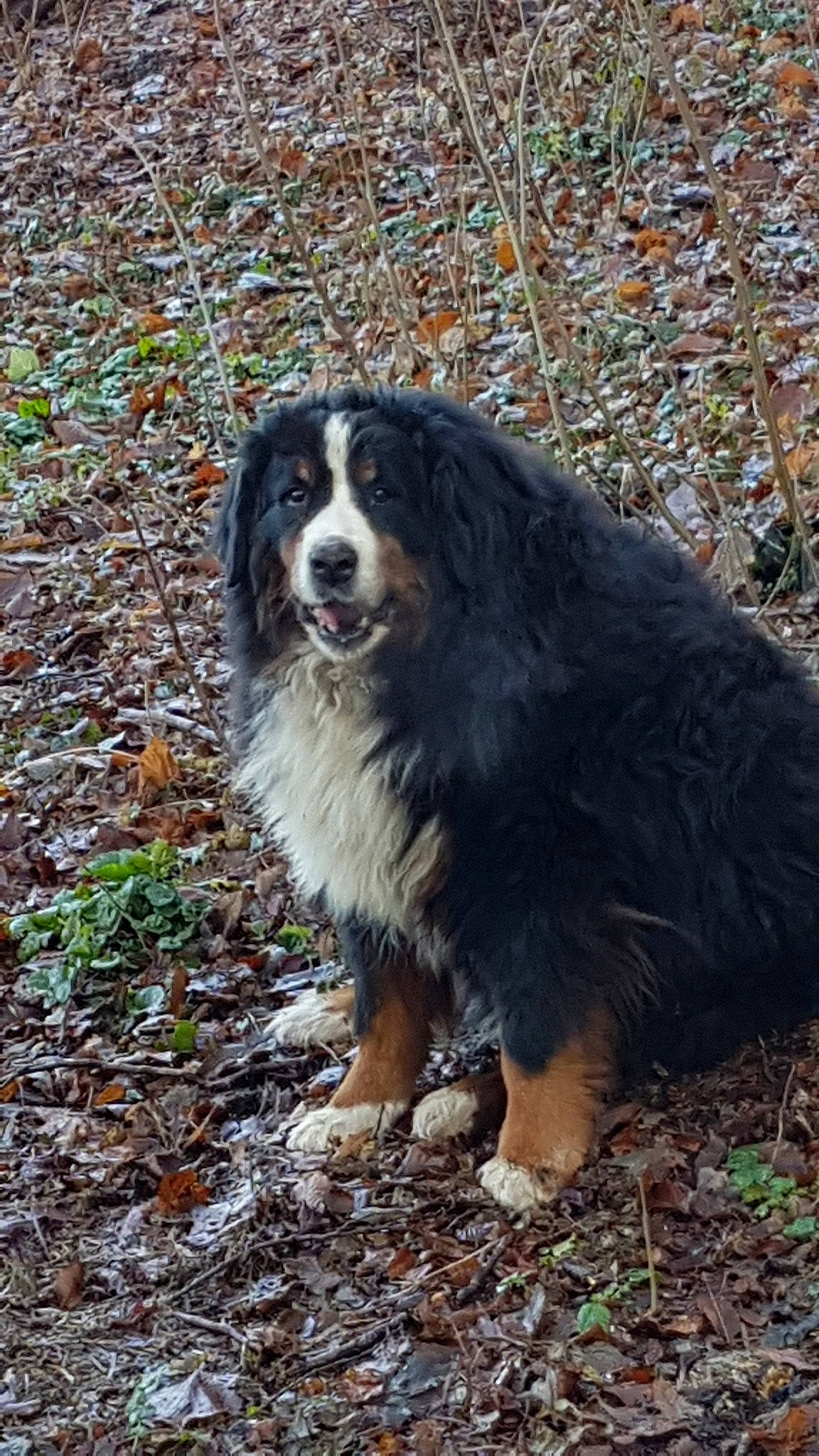 Fanta participe au concours pour gagner de l'argent avec cette photo : australian_shepherd, bernese_mountain_dog, canidae, carnivore, companion_dog, dog, dog_breed, english_shepherd, giant_dog_breed, mammal, miniature_australian_shepherd, vertebrate