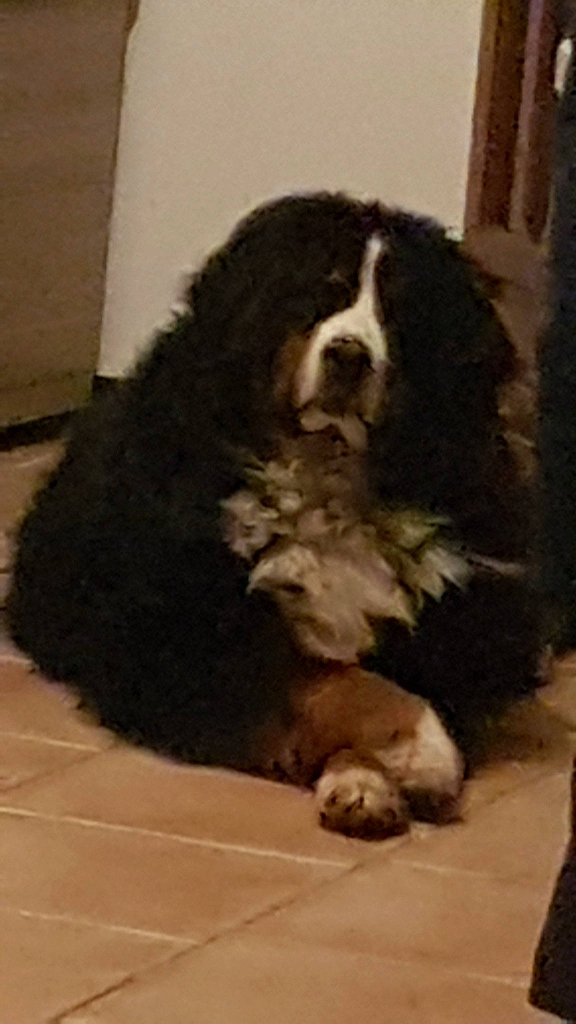 Fanta participe au concours pour gagner de l'argent avec cette photo : bernese_mountain_dog, canidae, carnivore, dog, dog_breed, giant_dog_breed, karakachan_dog, mammal, newfoundland, snout, sporting_group, st_bernard, vertebrate